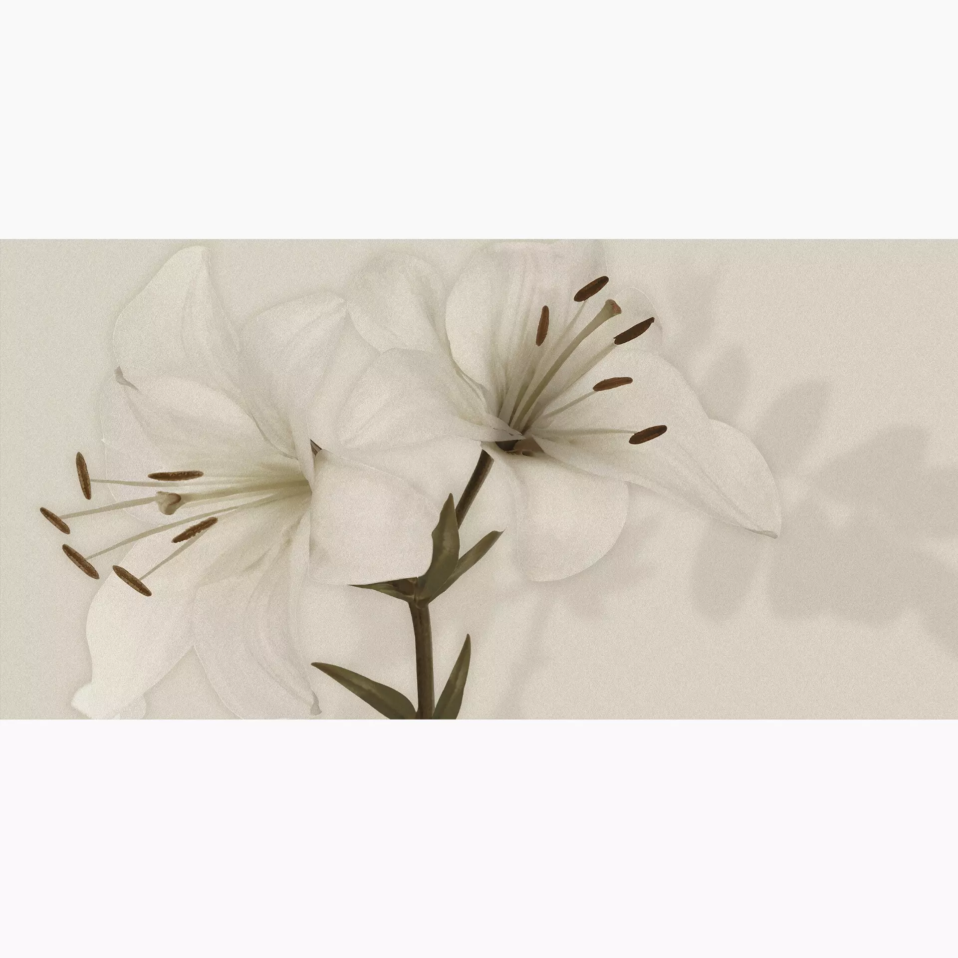 Gardenia Orchidea Gioia Lilium Naturale PF60009651 60x120cm rectified 7mm